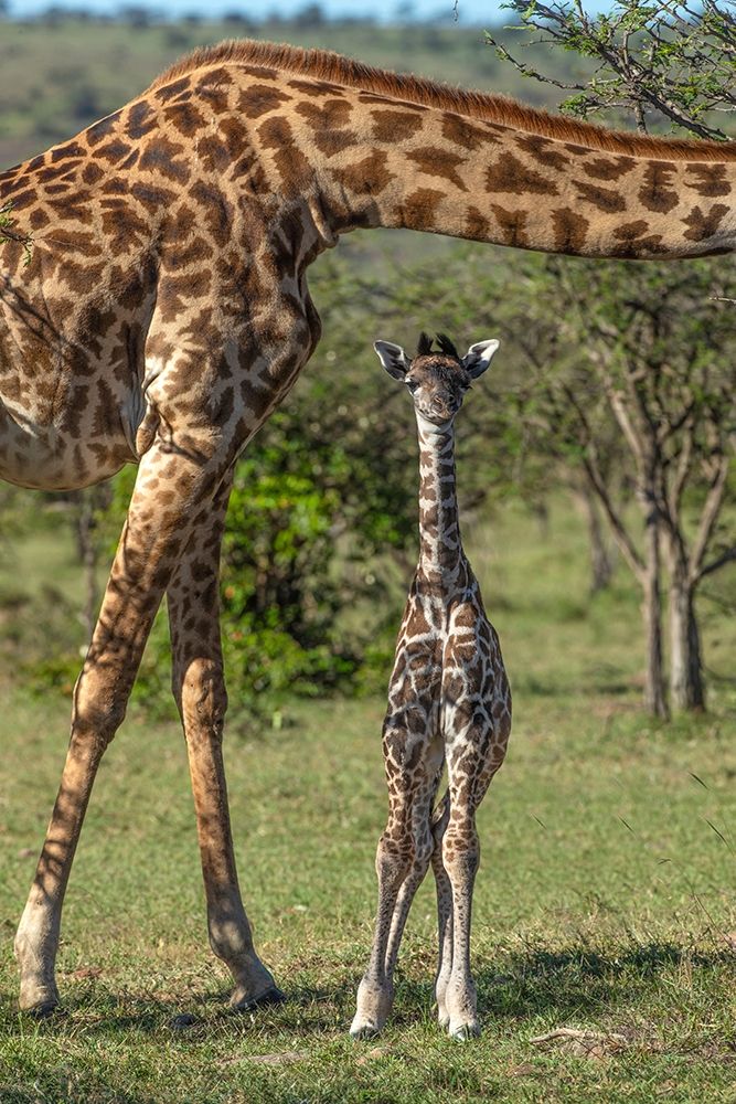 Kenya-Masai Mara Conservancy Mother and newborn giraffe close-up art print by Jaynes Gallery for $57.95 CAD